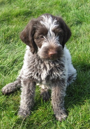 Wirehaired pointing griffon hot sale dog for sale